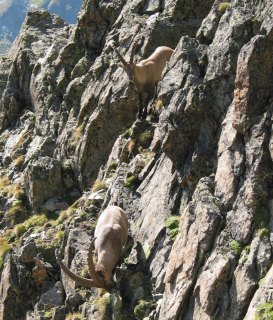 Steinböcke auf der Saumspitze